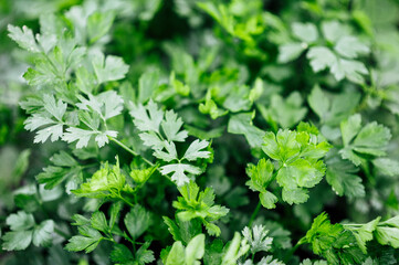 Fototapeta na wymiar Food background of green parsley leaves. Horizontal green world poster, greeting cards, headers, website
