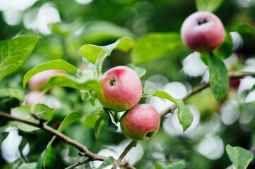 Red apples on apple tree branch. Horizontal green world poster, greeting cards, headers, website