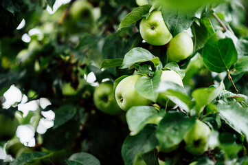 Green apples on apple tree branch. Horizontal green world poster, greeting cards, headers, website
