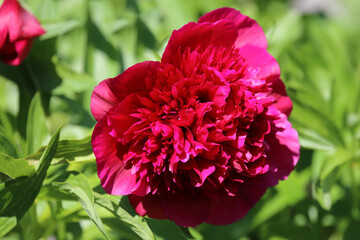 Pfingstrose oder Päonie / Peony or Paeony / Paeonia