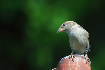 Haussperling / House sparrow / Passer domesticus