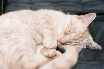 Fototapeta na wymiar 手を合わせて眠る猫