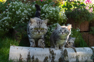 Britisch Kurzhaar Katzen silber tabby