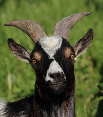 Hausziege / Domestic goat / Capra aegagrus hircus