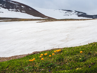 Bright natural background with a glacier. Trollblume in spring Globeflower in front of the white glacier.
