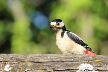 Buntspecht / Great spotted woodpecker / Dendrocopos major