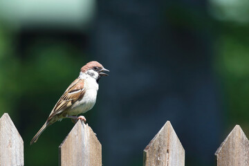 Feldsperling / Eurasian tree sparrow / Passer montanus