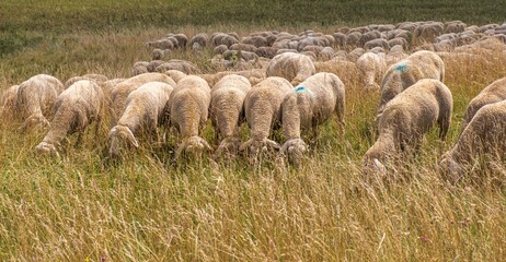 Fototapeta premium Flock of sheep feeding in a mountain meadow in Franconian Switzerlan; Schafe beim Fressen