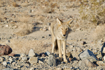 red backed jackal