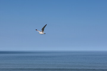 Fototapeta na wymiar Single seagull flying over the sea water