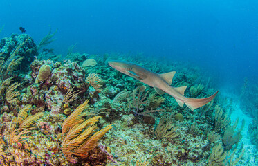 Nurse shark during a scuba dive at Belize