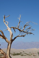 dead tree in the desert