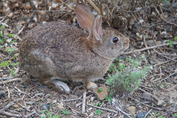 rabbit in the grass