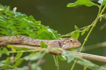 view of a oriental garden lizard in nature