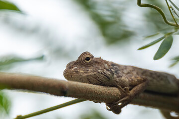 view of a oriental garden lizard in nature