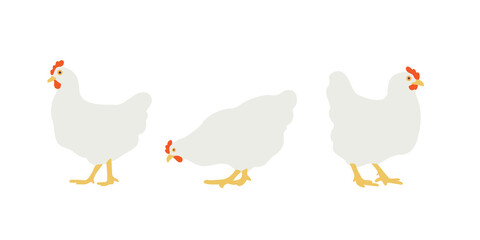 Flat white chicken. Set of vector illustrations for design. Homemade chicken, hen. Isolated on white background.