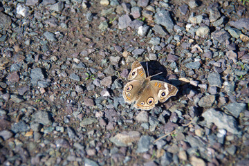 butterfly on the wall