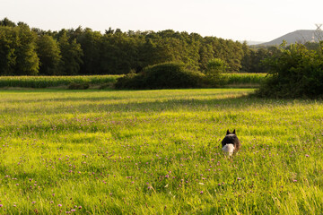 dog in a field