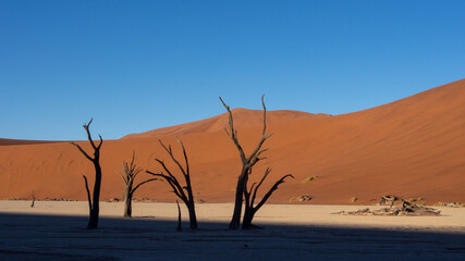 Fototapeta na wymiar Dead trees and branches at Deadvlei pan, Sossusvlei National Park, a popular tourist destination in Namibia. The shadow of a dune is creating a dramatic effect.