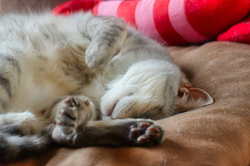 Fototapeta na wymiar ふわふわしたやわらかい毛並みの家猫が、自分のベッドでくつろいでいる風景