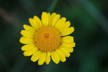 Close-up photo of yellow chamomile or Golden marguerite wild flower (Cota tinctoria) flowering in green lush summer field