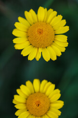 Yellow chamomile or Golden marguerite wild flowers (Cota tinctoria) in full bloom in green lush summer fields