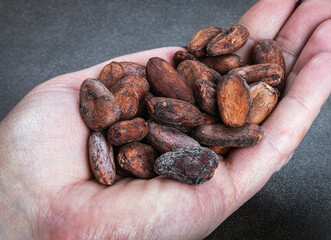 hand holds roasted Cocoa beans on a dark