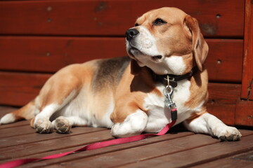 Beagle posing in the sunshine