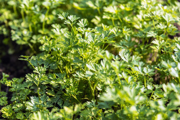 parsley greens grow in the garden on the bed