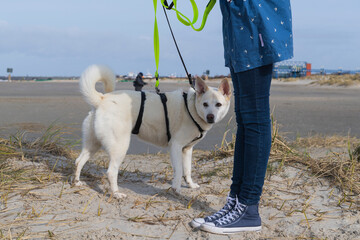 Hund sicher angeleint am Strand