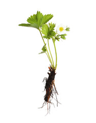 Strawberry seedling with leaves and flower isolated on white
