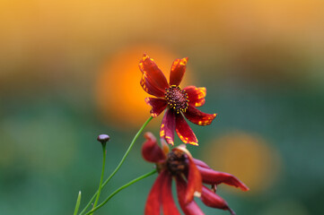 Beautiful blurred background with red-yellow flower in the rays of the evening sun. Selective focus