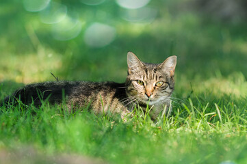 Tabby cat in green grass resting in nature. Selective focus on eyes