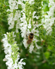 A honeybee gathering pollen and nectar from white salvia flowers