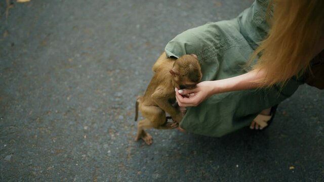small young monkey child hold approaches a young Caucasian woman in a dress and fondles. the monkey holds the girl by the hand slightly biting his fingers. monkey mountain Phuket Thailand