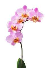 Pink streaked orchid flower, isolated 
