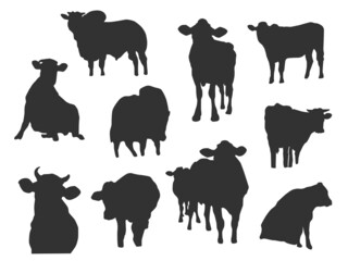 Shadow of Cow on the white background. 