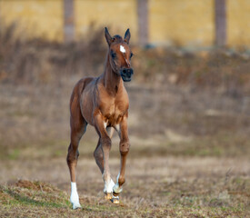 Cute purebred foal running in an early spring
