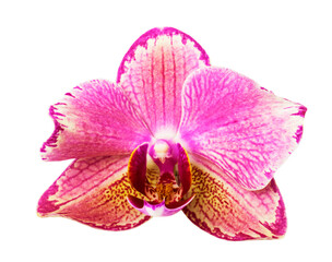 Pink streaked orchid flower, isolated