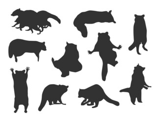 Shadow of Raccoon on the white background.  © stu-khaii