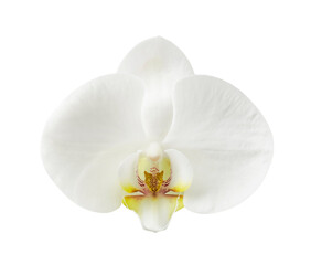 Fototapeta na wymiar Orchid isolated on white background. 