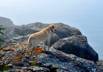 Yellow Labrador dog standing on a rock ledge looks out into  the fog over Penobscot bay in coastal...