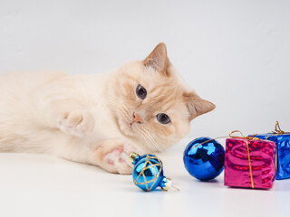 Cat play christmas balls. White adult cat playing with a Christmas decoration, postcard