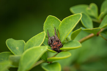 dangerous spider hiding in green foliage