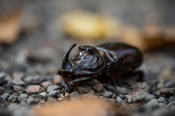 rhinoceros beetle traveling on a forest road