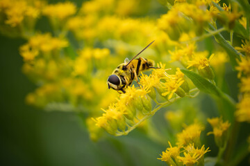 fly buzzers collect pollen on bright yellow flowers