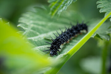 A beautiful caterpillar prepares to transform, incredible wildlife