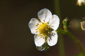 white flowers in the garden