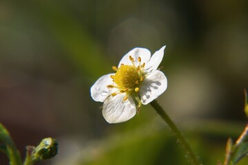 white flowers in the garden
