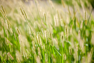 green reed in meadow - beautiful nature in autumn